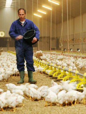 05-sa-poultry_524-ab