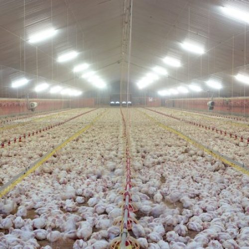 Poultry Farm1