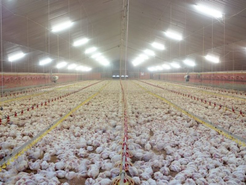 Poultry Farm1