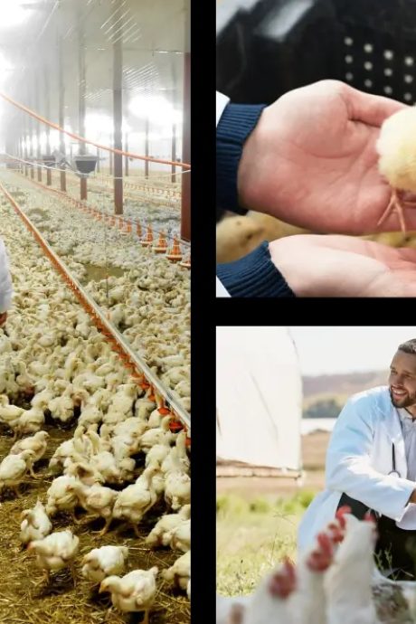 Poultry Management Services1
