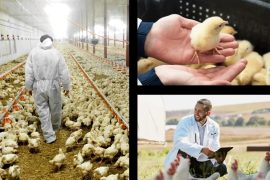 Poultry Estates